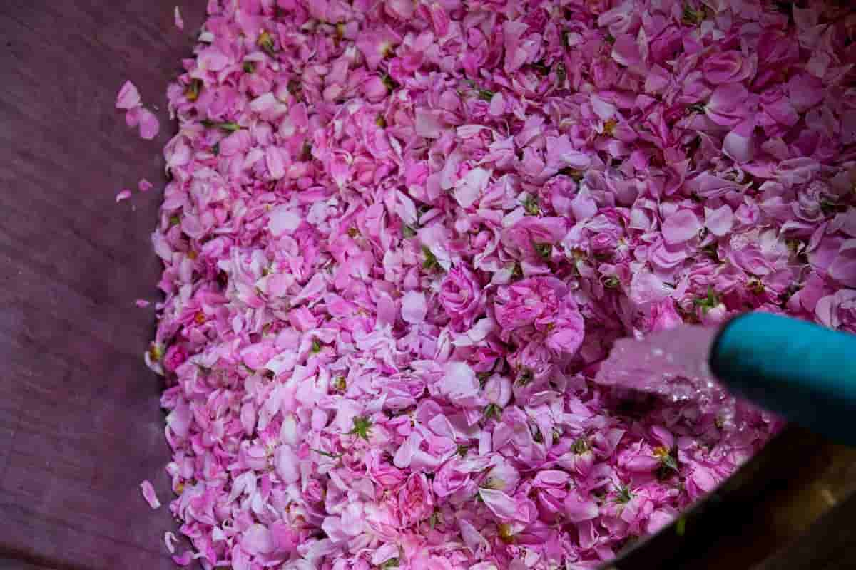 تصویر 3 از قیمت خرید گلاب غلیظ با فروش عمده